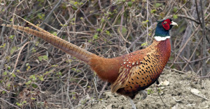 pheasant4