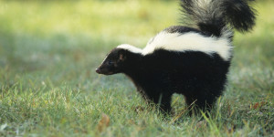Striped skunk (Mephitis mephitis) spraying, USA