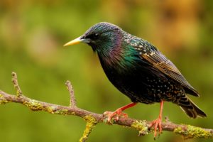 starling