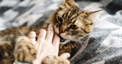 Animal attack first aid: Cat bites can be especially dangerous