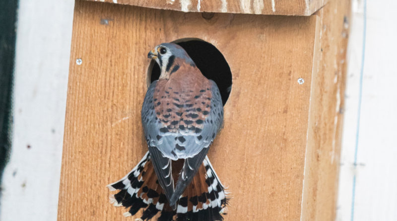 Rescuing raptors: Nesting boxes offer fresh solution for cavity dwellers